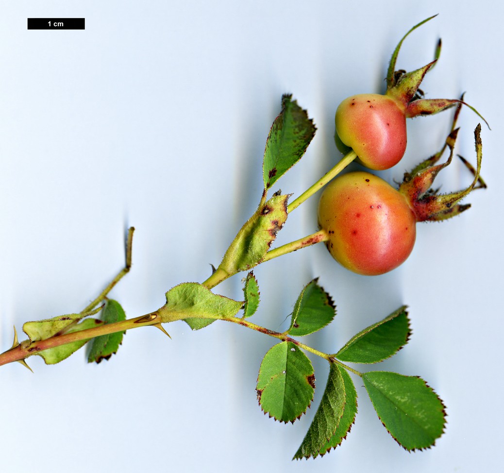 High resolution image: Family: Rosaceae - Genus: Rosa - Taxon: nutkana - SpeciesSub: var. nutkana High resolution image: Family: Rosaceae - Genus: Rosa - Taxon: nutkana - SpeciesSub: var. nutkana